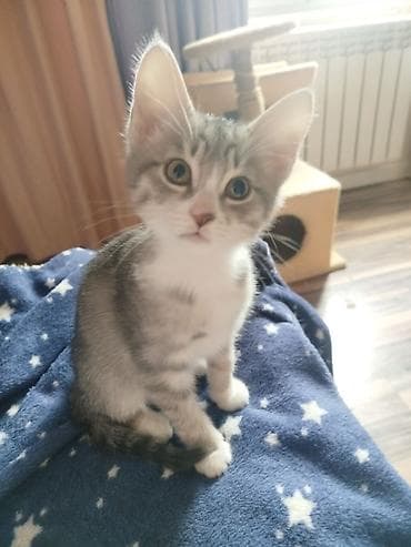 собака такса щенок: 3 месяца, Девочка — 3