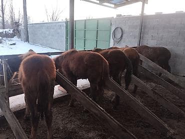 Иттер: Сатам | Байтал | Көбөйтүү үчүн | Асыл тукумдуу — 5