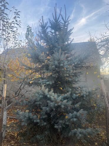 облепиха саженцы: Саженцы деревьев: Ели — 7