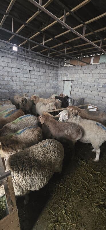продаю папугай: Продаю | Овца (самка), Ягненок, Баран (самец) | На забой, Для разведения — 2