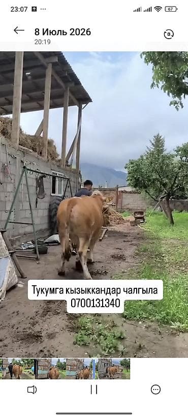 усыпление животных бишкек: Продаю | Корова (самка) | Для разведения | Племенные — 3