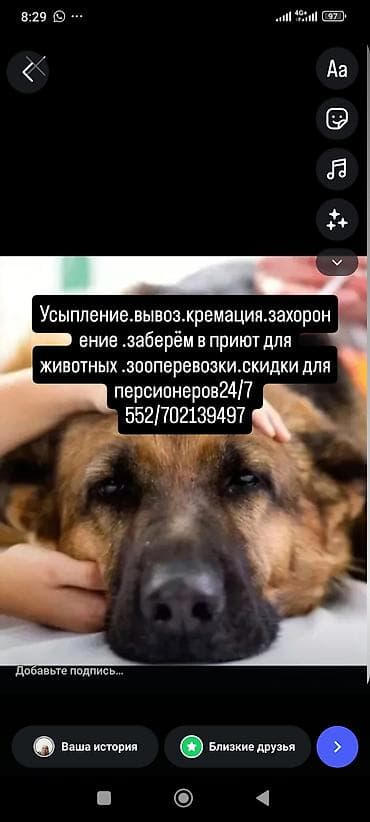 Животные: Услуги для животных: - Усыпление. - Вывоз. - Кремация. - Захоронение — 1