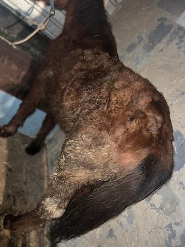 кой ош: Продаю | Кобыла (самка) | На забой — 5