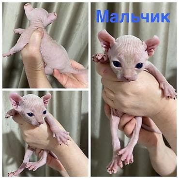 кошка шотланская: Сфинкс, 2 месяца, Девочка, Черный, Приучена к лотку — 3