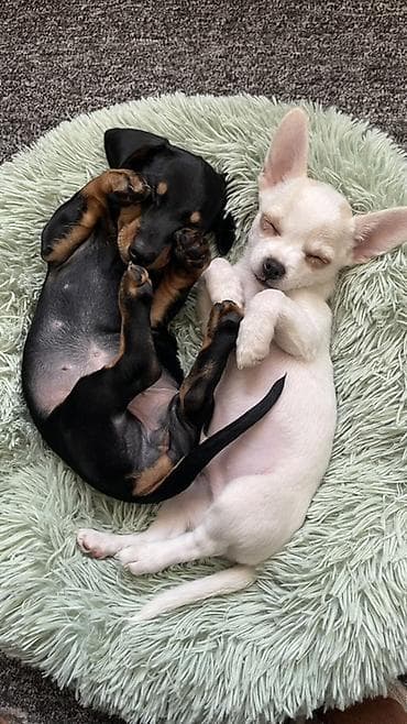 Продаются замечательные щенки — такса и чихуахуа 🐶✨ Ищем заботливых и