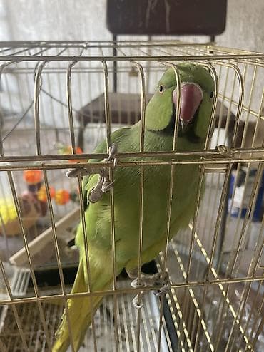 попугай корм: САМЕЦ, 1,5-2 года, продаю вместе с клеткой, кормушкой, поилкой — 2