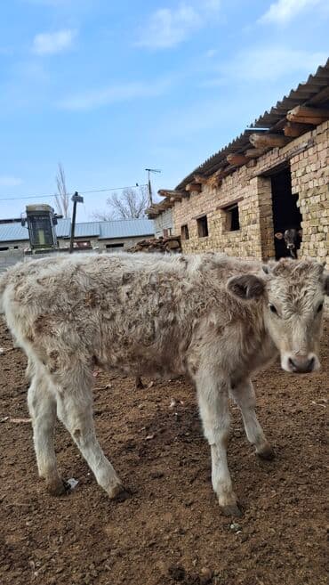 Собаки: Продаю | Музоо, торпок | На откорм — 3