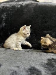 купить породистых котят: Британ кыска жүндүү, 2 айлык, Эркек — 1