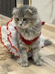 шотландская золотая шиншилла цена: Скотиш Фолд (Шотландская вислоухая), 3 месяца, Девочка, Серый, Приучена к лотку, Проглистована, С документами — 28