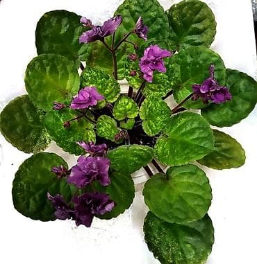 nacle удобрение: Сенполии (узамбарские фиалки) — коллекционные розетки в горшках — 7