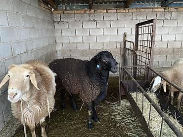 Продаю | Овца (самка) | Для разведения