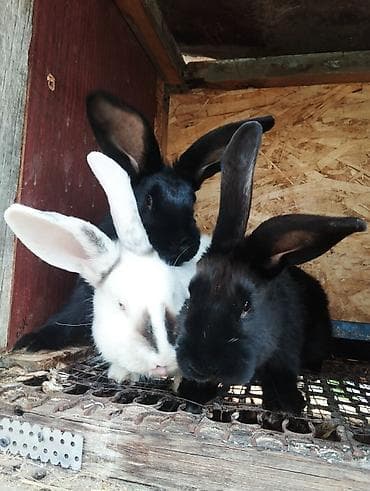 Продаю | Крольчата | Калифорнийская | Для разведения