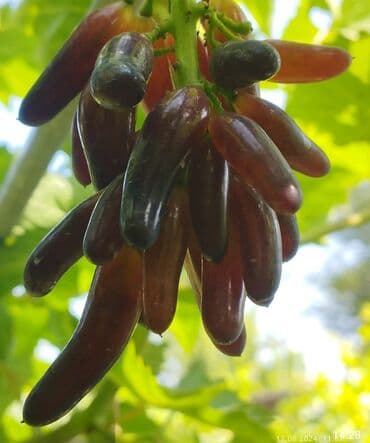 дом кочкор: Дом, 70 м², 4 комнаты, Агентство недвижимости, Косметический ремонт — 15