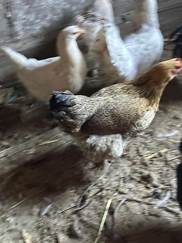 стебли кукурузы: Продаю | Куры, Петух | Домашняя, Кучинская | На забой, Для разведения, Несушки — 9