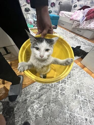 котята шотландские вислоухие купить: Породасыз, 1 жаш, Эркек, Ак, Лотокко барууга үйрөтүлгөн — 5