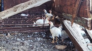 продаю птиц: Продаю | Куры | Суссекс | Для разведения — 3