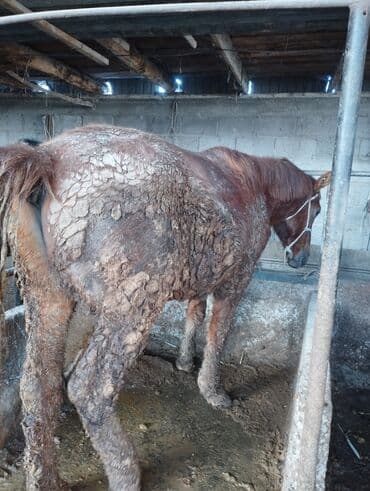 Жылкылар, аттар: Сатам | Байтал | Көбөйтүү үчүн — 3