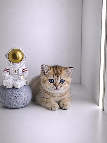 scottish fold: Скотиш Страйт (Шотландская прямоухая), 2 месяца, Девочка, Золотая шиншилла, Приучена к лотку, Проглистована — 1