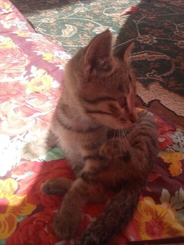 продам домик для кошки: Котёнок, полосатый табби - Возраст: примерно 2–3 месяца (судя по — 2