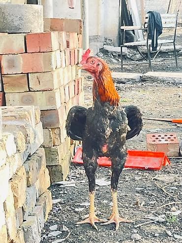 Продаю | Петух | Бойцовая | Для разведения