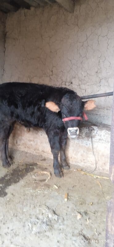 дом для животных: Сатам | Музоо | Бордоп семиртүү үчүн | Байланган — 2