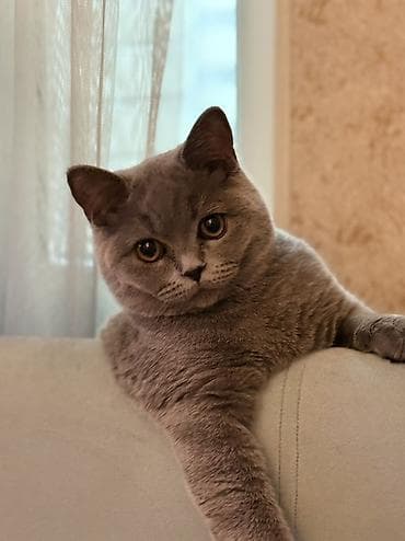 британская кошка цена бишкек: Британская короткошерстная кошка, окрас голубой (серо-пепельный). 7 — 1