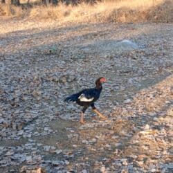 продажа домашних животных: Продаю | Петух — 4