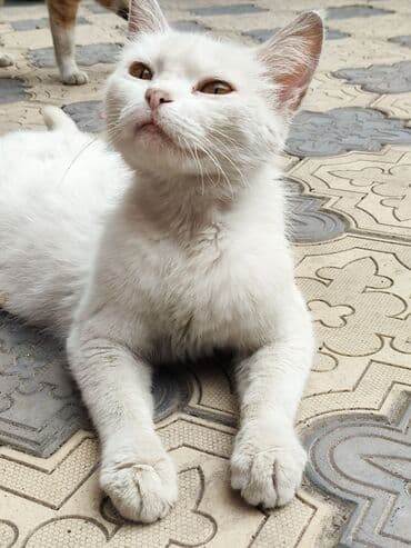 коты токмок: 6 месяцев, Мальчик, Метис — 9