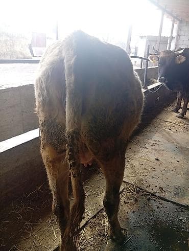 бык 2 года: Продаю | Корова (самка) | Полукровка | Для молока | Привязанные — 5