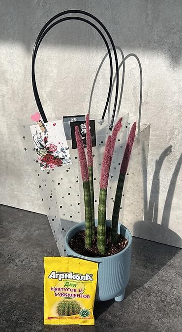 подарочный набор на 8 марта: Фото 1 : 🌷 Подарочный весенний бокс с живым гиацинтом Идеальный — 2