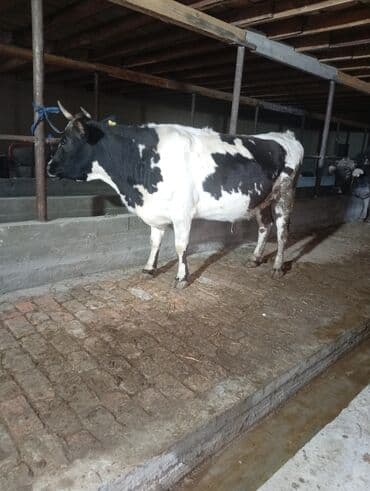 мышык фото: Сатам | Уй (ургаачы) | Сүт алуу үчүн | Байланган — 4