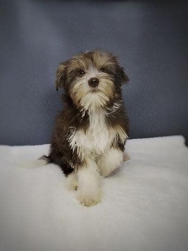 собака бульдок: Йоркширский терьер, 3 месяца, Самец, С прививкой, С родословной — 6