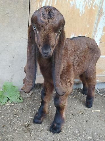 кошка сфинкс с шерстью: Продаю | Козлёнок | Битал | Для разведения | Племенные — 4