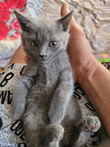 савана кошка: Серый котёнок шотландской породы, с короткой мягкой шерстью и — 5