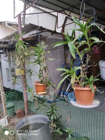 сколько стоят гипсофилы: Продаю: 1. Золотой Ус, большой. Цена за один корень 650 сом. — 7