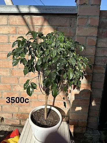 фиалки купить: Комнатные растения в горшках и срезы: 1) Спатифиллум крупный в белом — 7