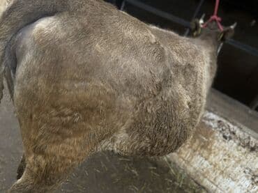 сколько стоит собака породы корги: Продаю | Корова (самка) — 4