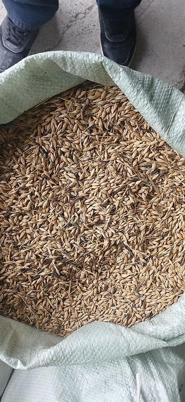 продам бочку: Ячмень в мешках - Кормовое зерно ячменя, расфасовано в плотные — 1
