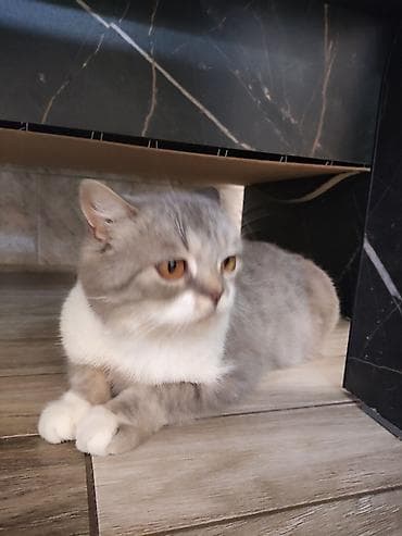 Кошка даром: Британская короткошёрстная, 3 года, Девочка