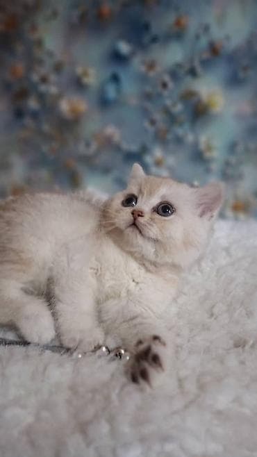 скотишь страйт: Скотиш Страйт (Шотландская прямоухая), 2 месяца, Девочка, Приучена к лотку — 3