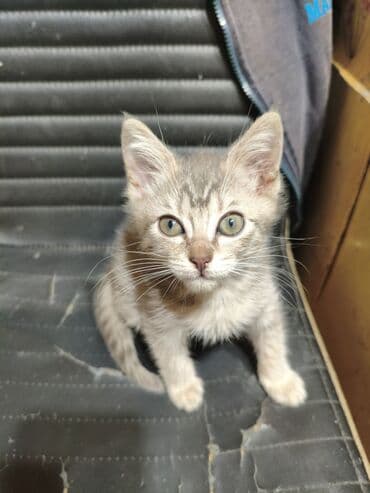 шотландская кошка прямоухая: Котята - скоттиш страйт,окрас - голубой Табби. Родились 7 сентября,к — 28