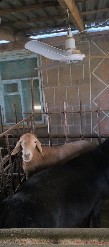 коровы молочной породы купить: Продаю | Баран (самец) | Арашан | Для разведения | Племенные — 5