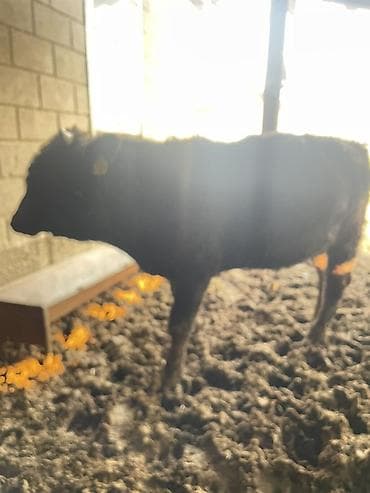 Уйлар, букалар: Сатам | Кунаажын | Бордоп семиртүү үчүн — 2