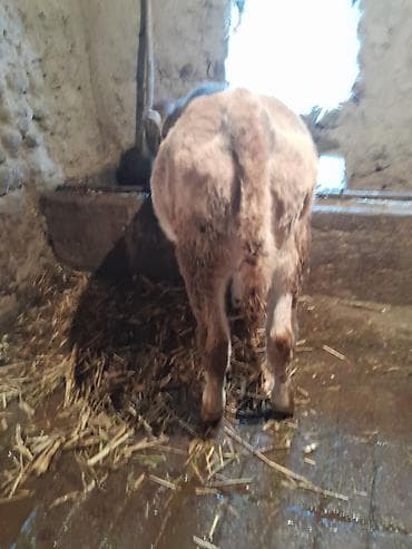 ящик для белья: Продаю | Тёлка | На откорм | Привязанные — 4