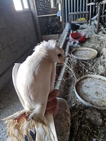 корм цыплят: Порода: СРОЧНО МОГУ ПРОДАТЬ ОПТОМ ЦЕНОЙ НЕ ОБИДЕМ декоративные голуби — 5