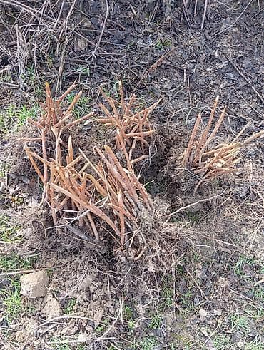 Уруктар жана көчөттөр: СРОЧНО СРОЧНО 🥰 малина кочот саттылат ПОЛЬКА сортту таза момосу чон — 3