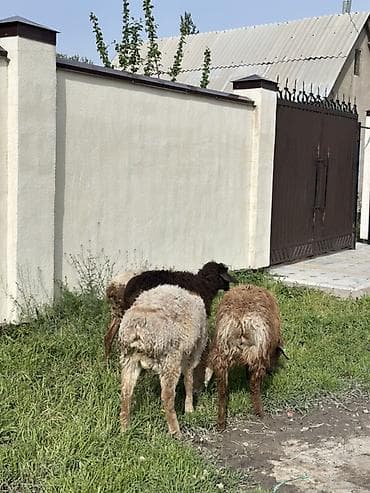 тук сена: Продаю | Овца (самка) | Для разведения | Племенные — 4