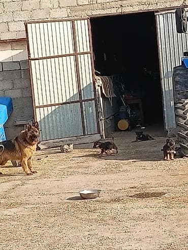 Щенки немецкой овчарки - Порода: немецкая овчарка (классический