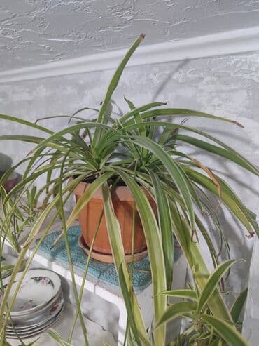 сколько стоят гипсофилы: Продаю комнатные цветы Сансевиерия-250сом (тещин язык ) Хлорофитум — 7