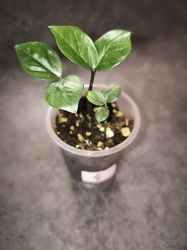 Комнатные розы: Детки замиокулькасов Замифолия и Зензи. В каждом стаканчике по 2 — 5